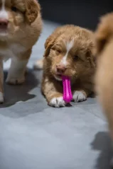 Dentální hračka pro psy Fiboone puppy - růžová